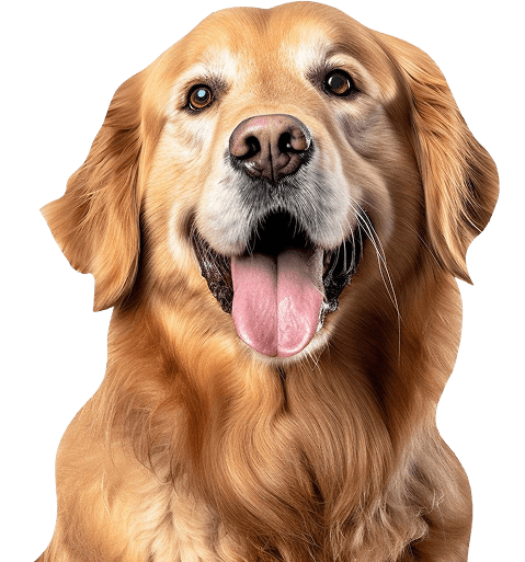 Groomed Happy Dog