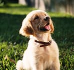 banner dog