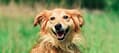 Happy Groomed Dog