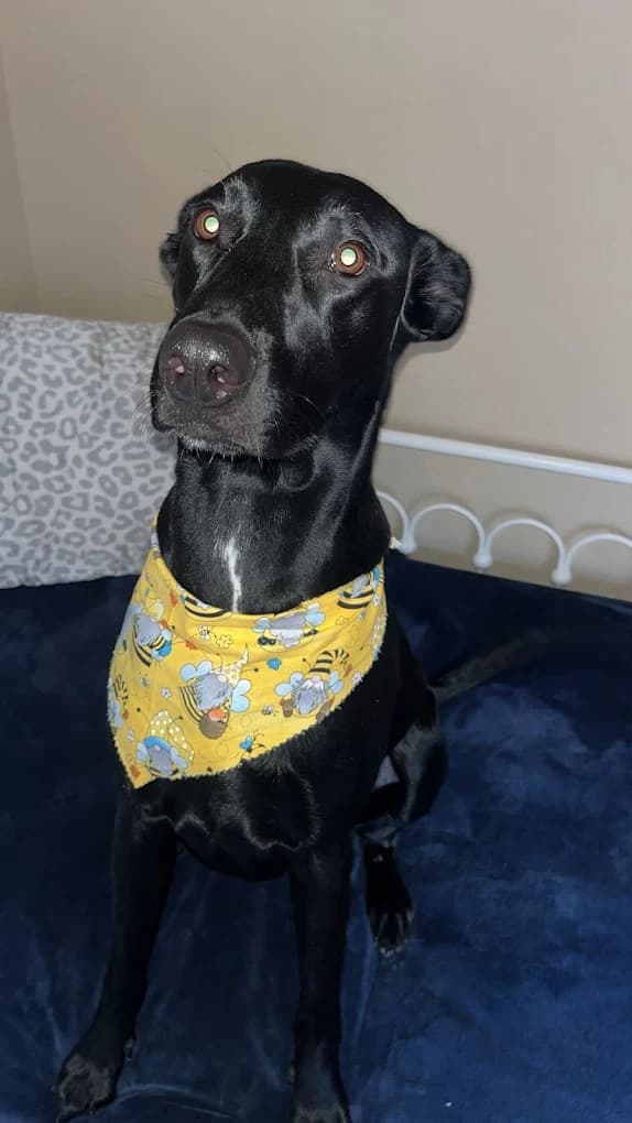 Gallery Image 6