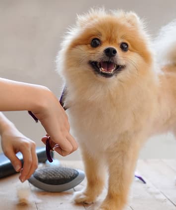 De-shedding Treatment