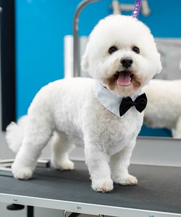 Breed Styling