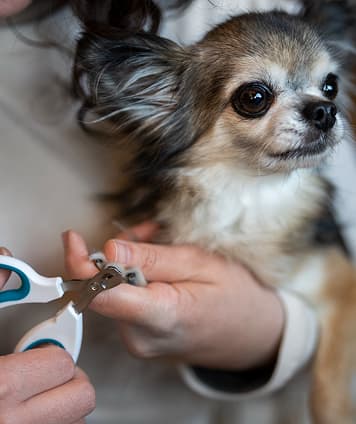 Nail Trimming