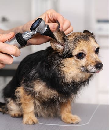 Ear Cleaning