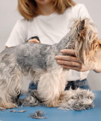 Flea & Tick Treatment