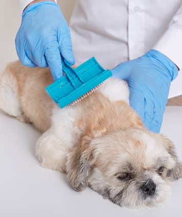 Puppy Grooming