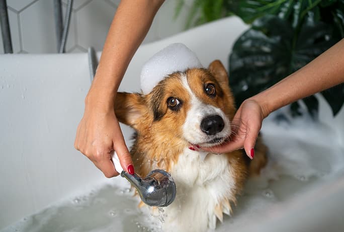 Corgi dog having a bubble bath
