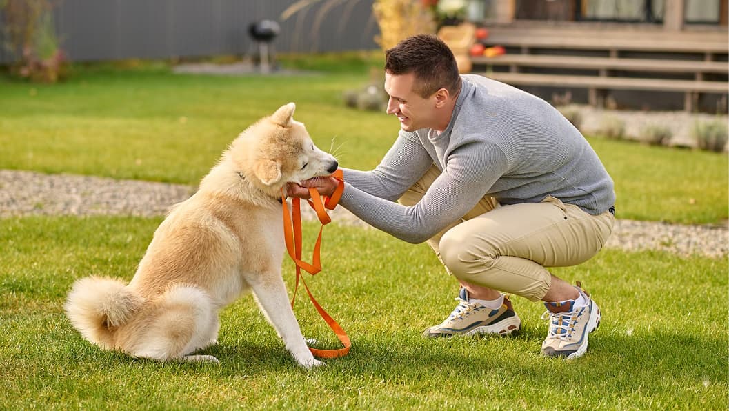 How Often Should You Really Groom Your Dog? How Often Should You Really Groom Your Dog?