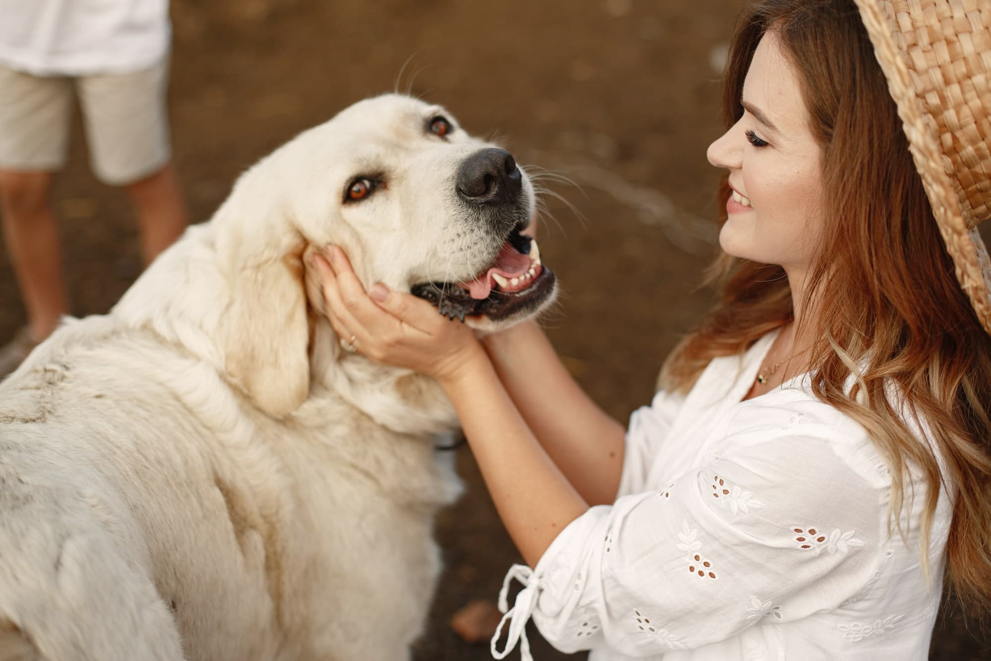 Golden Retriever Grooming Guide: How Often Should You Groom Your Golden Retriever? Golden Retriever Grooming Guide: How Often Should You Groom Your Golden Retriever?