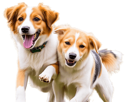 Walk-In Services Dogs Walk-In Services Dogs